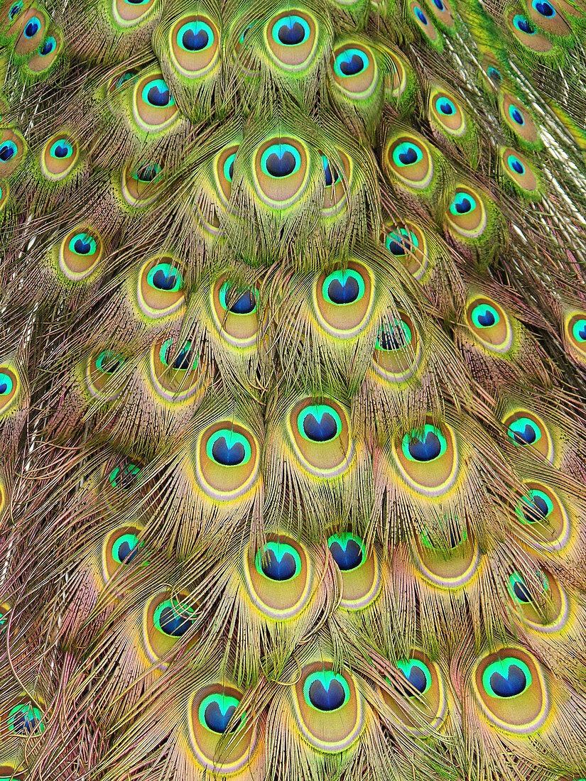 Tail feathers of an Indian peacock