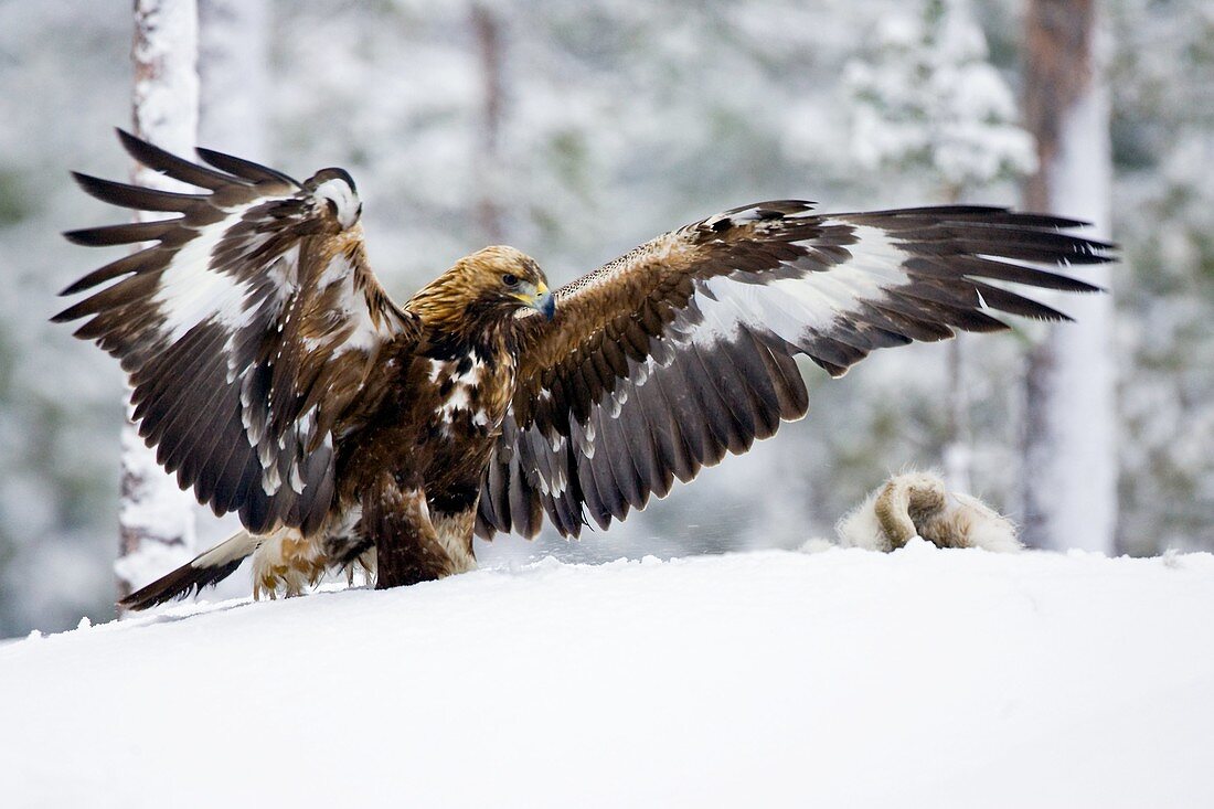 Golden eagle with hare