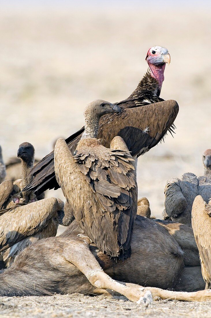 Vultures with carrion