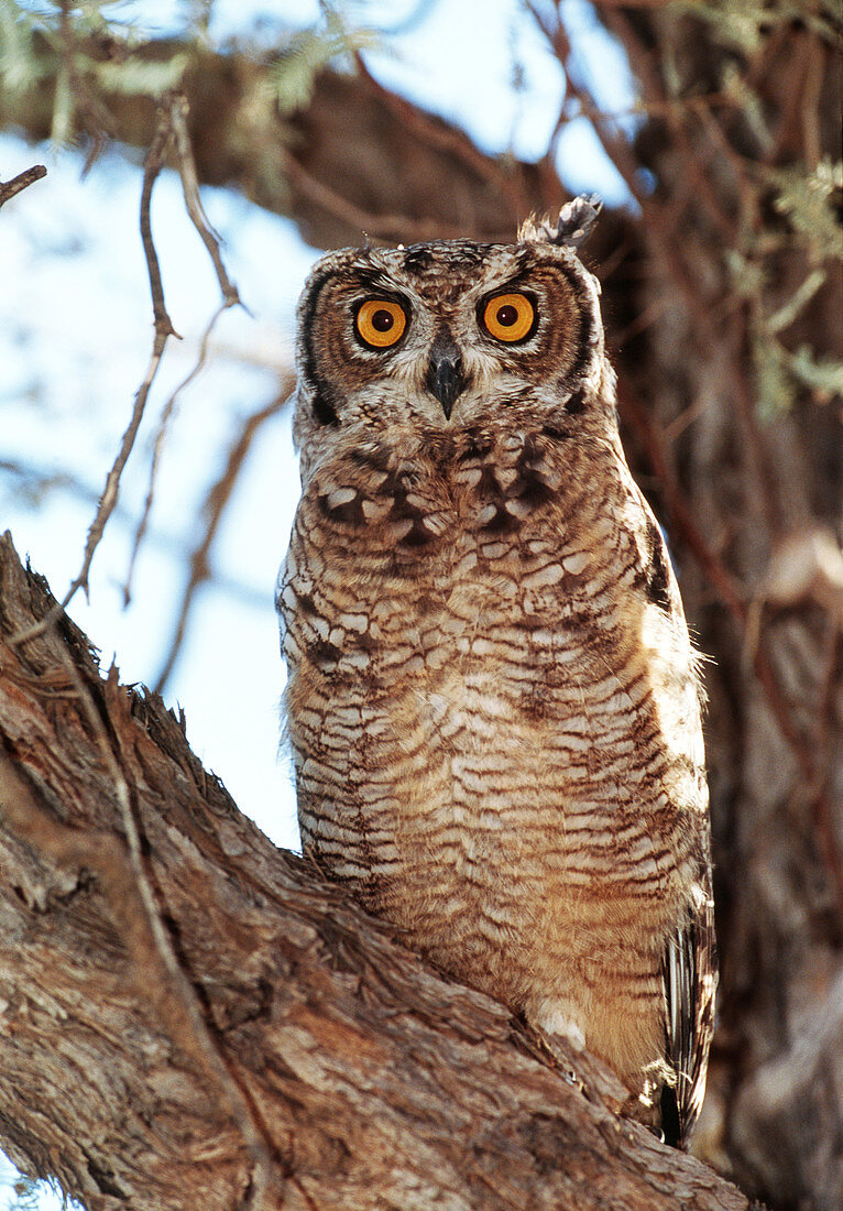 Spotted eagle owl