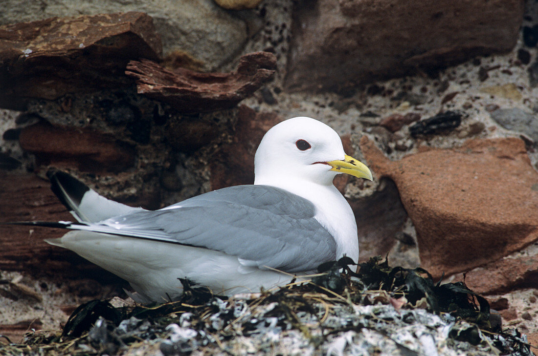 Kittiwake on nest