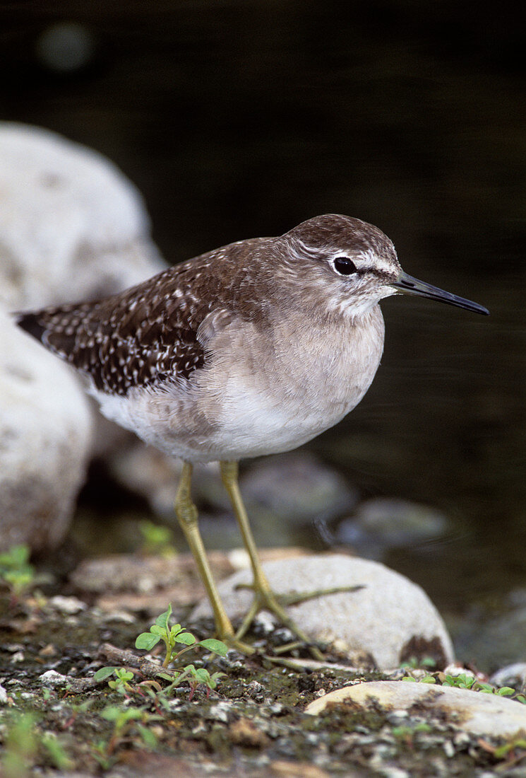 Wood sandpiper