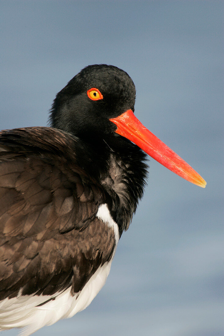 American oystercatcher