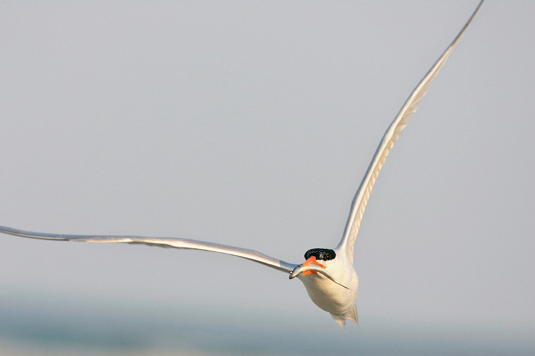 Royal tern in flight