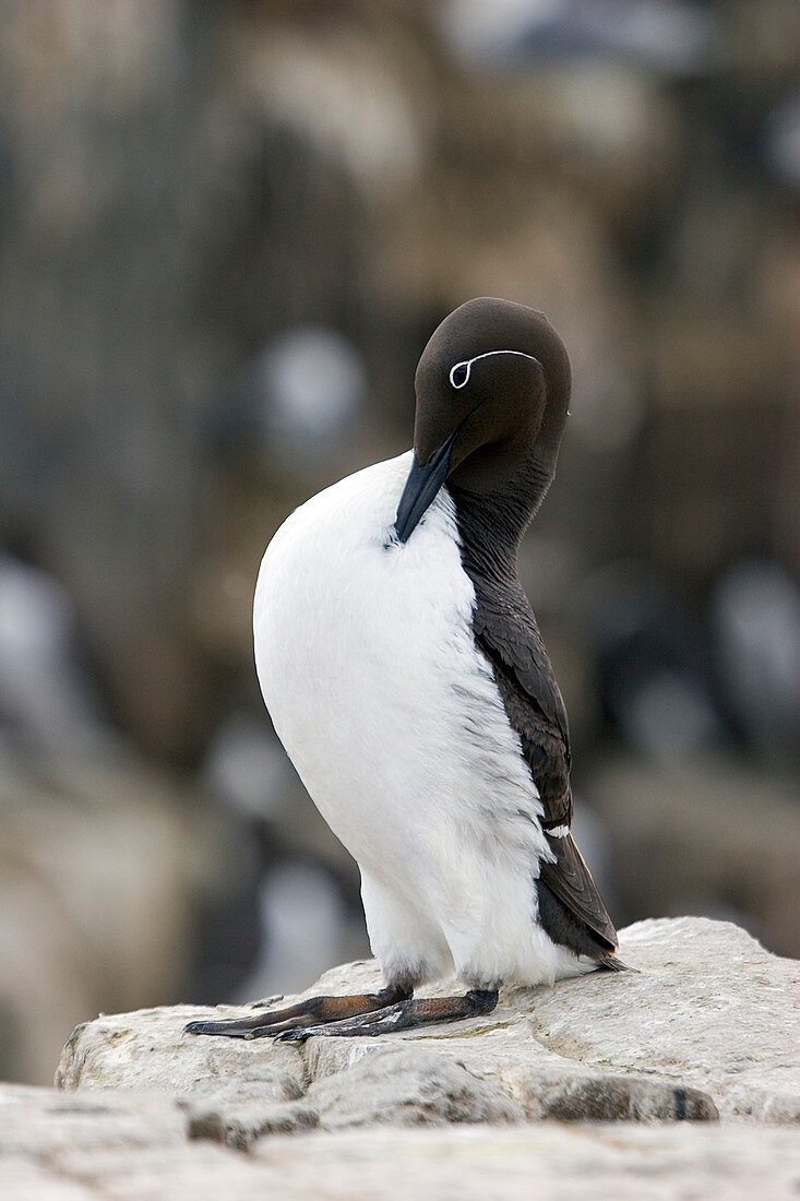 Bridled guillemot