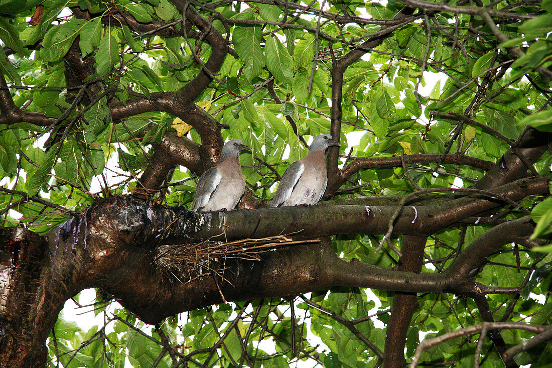 Wood pigeon fledglings