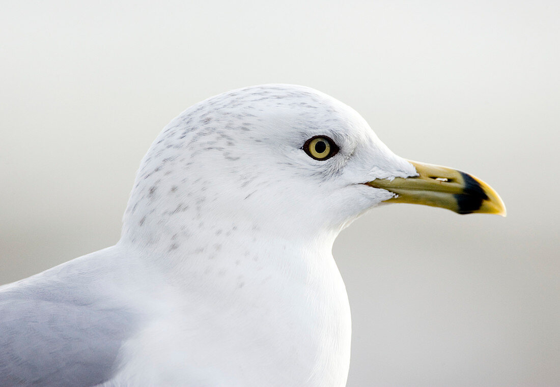 Ring billed gull