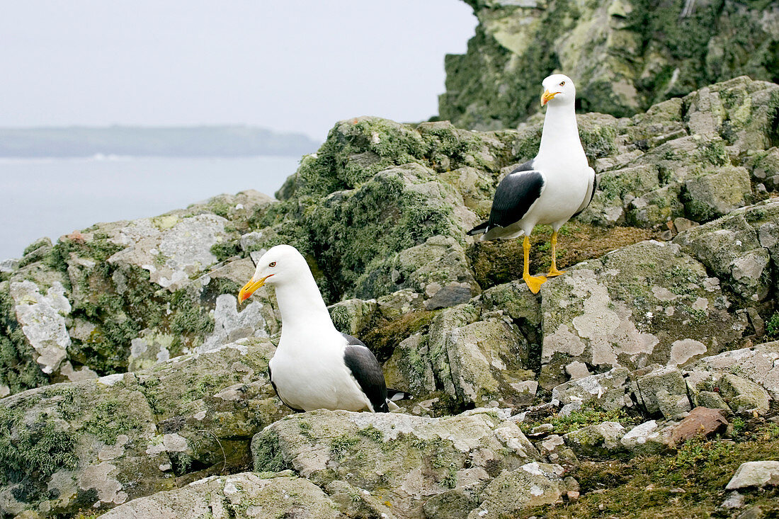 Lesser black backed gulls