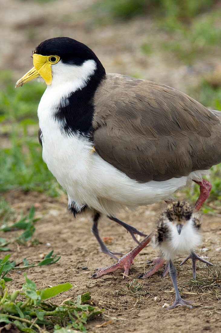 Masked lapwing and chick