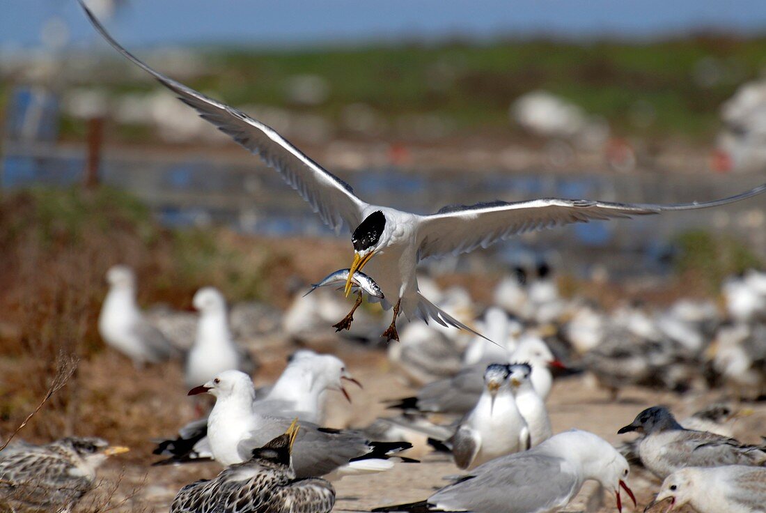 Swift tern landing to feed chick