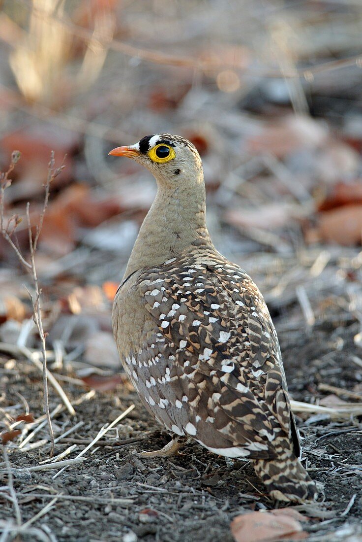 Double-banded sandgrouse male