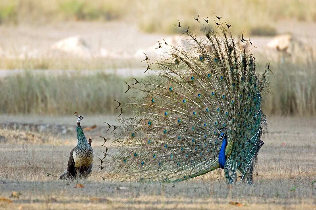 Indian peacock