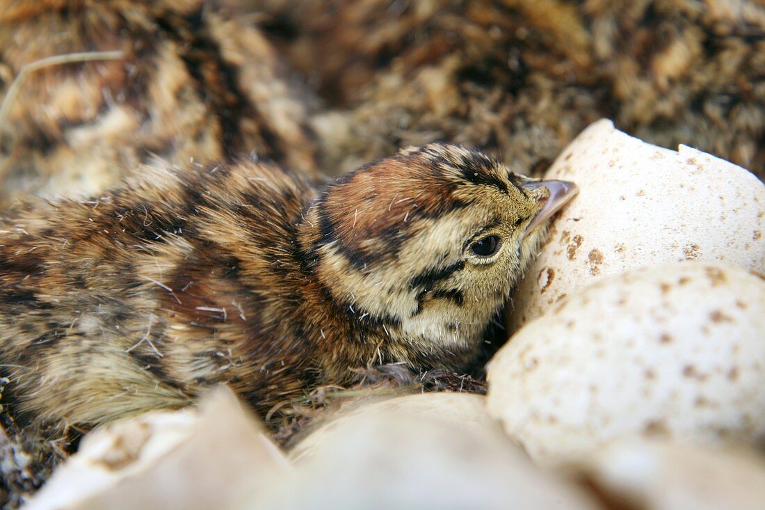 Black grouse chick