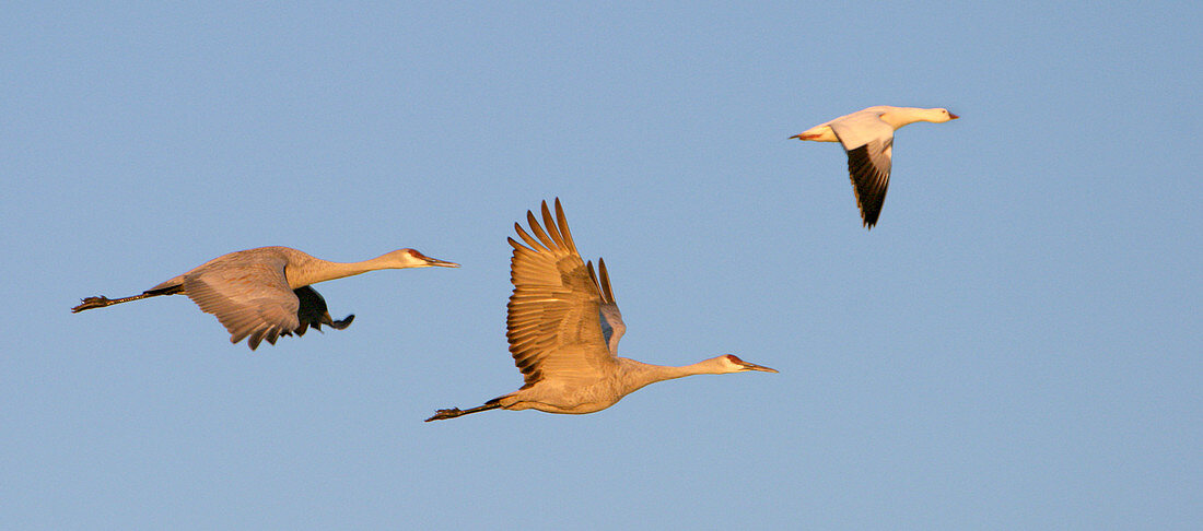 Sandhill cranes and a snow goose