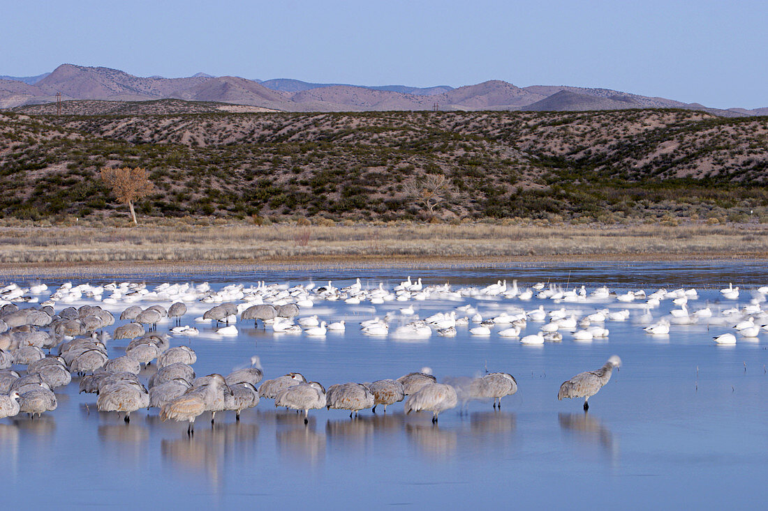 Sandhill cranes and snow geese