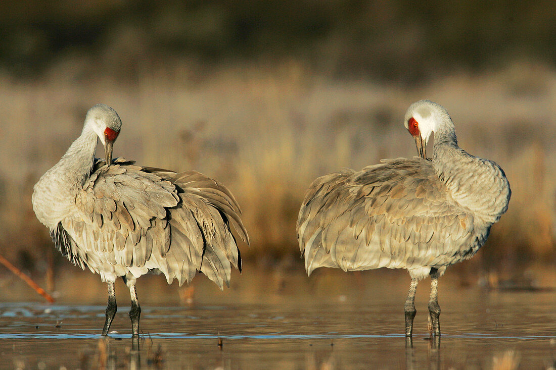 Sandhill cranes