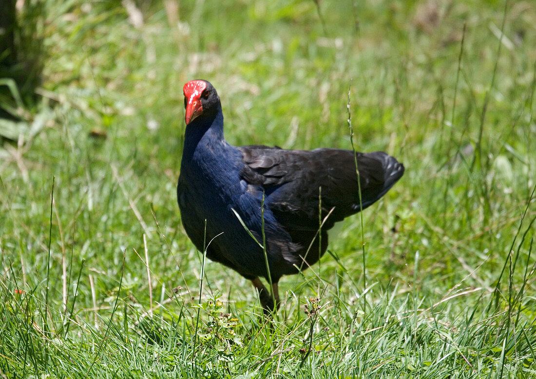 Purple swamphen