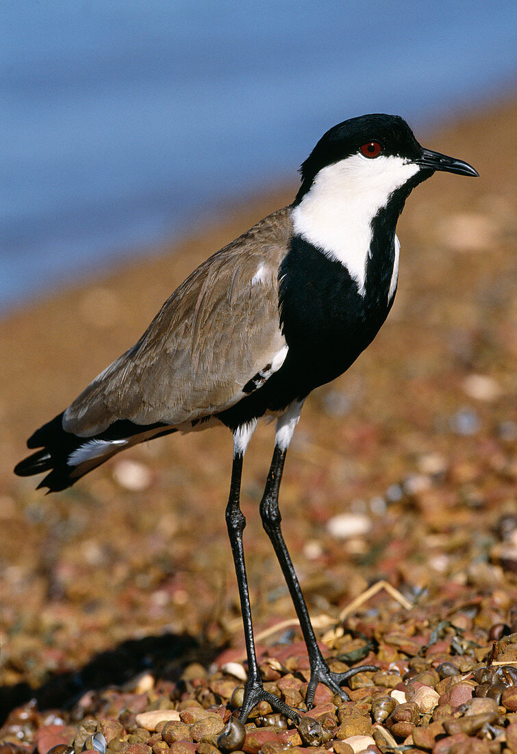 Spur-winged plover