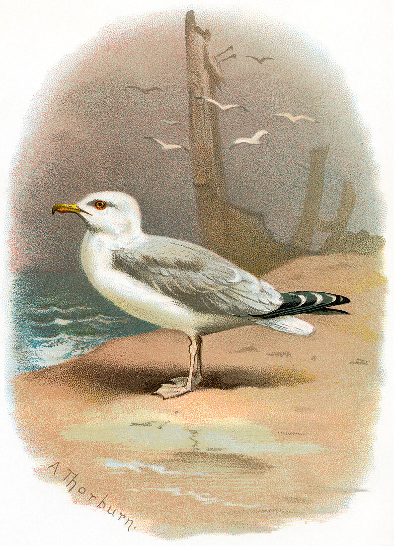 Herring gull,historical artwork