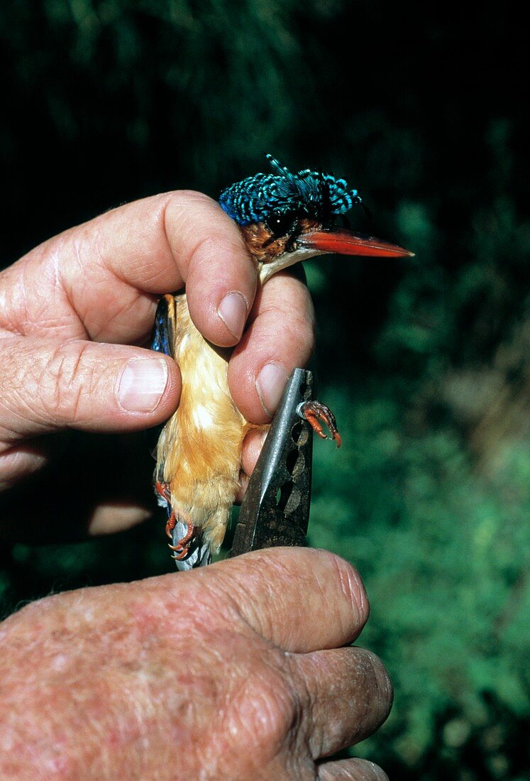 Malachite kingfisher research