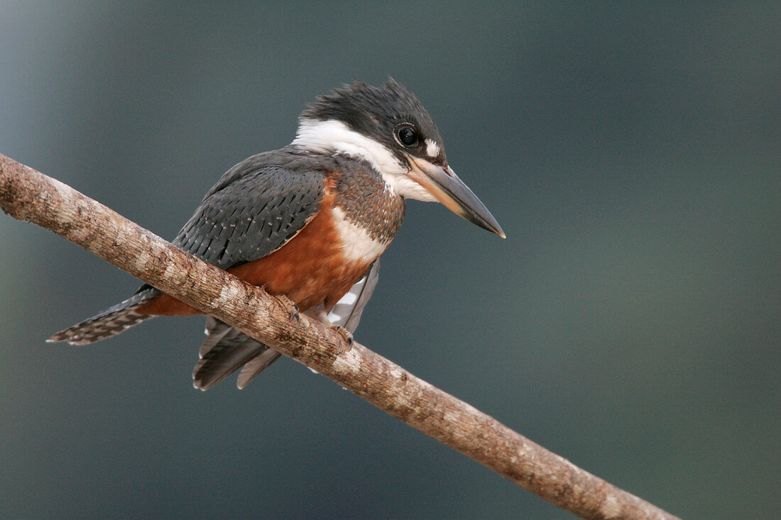 Ringed kingfisher female