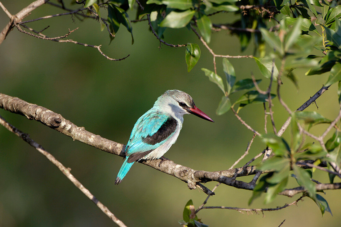 Woodland kingfisher