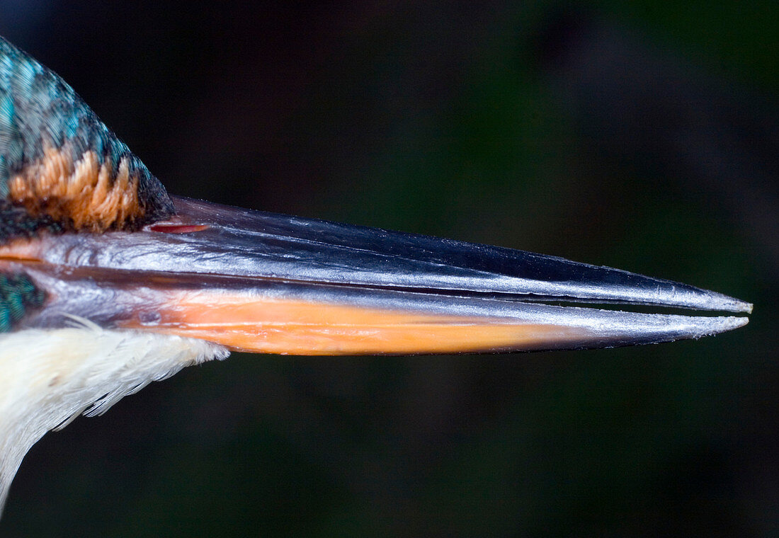 Female kingfisher beak