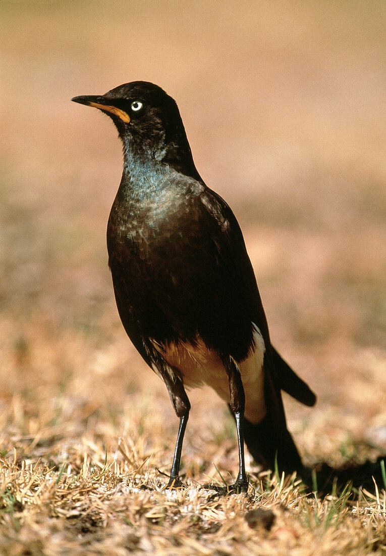 African pied starling