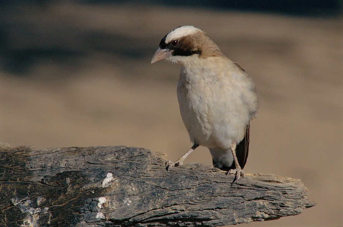 White-browed sparrow weaver