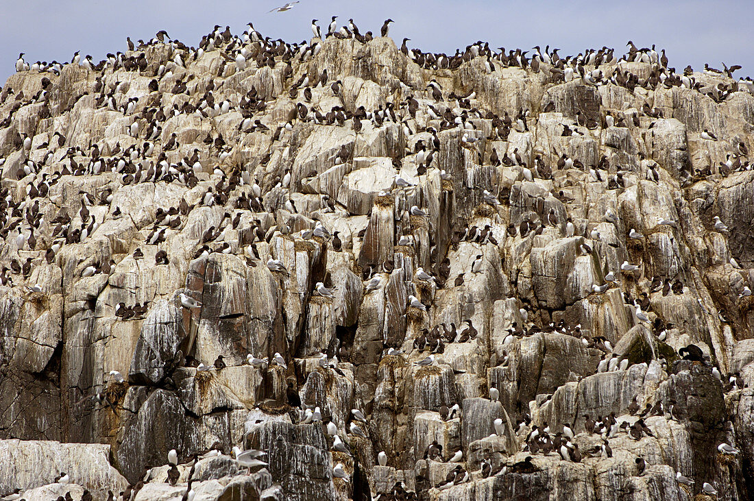 Nesting seabirds