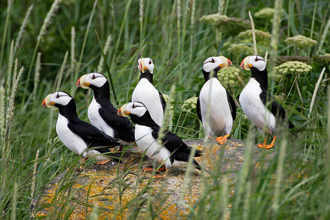 Horned puffins