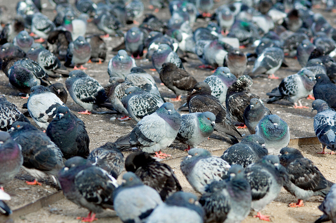 Rock pigeons