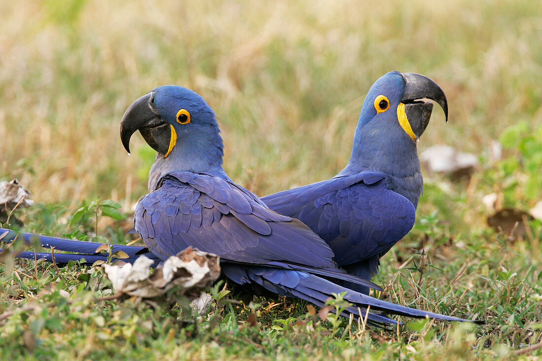 Hyacinth macaws