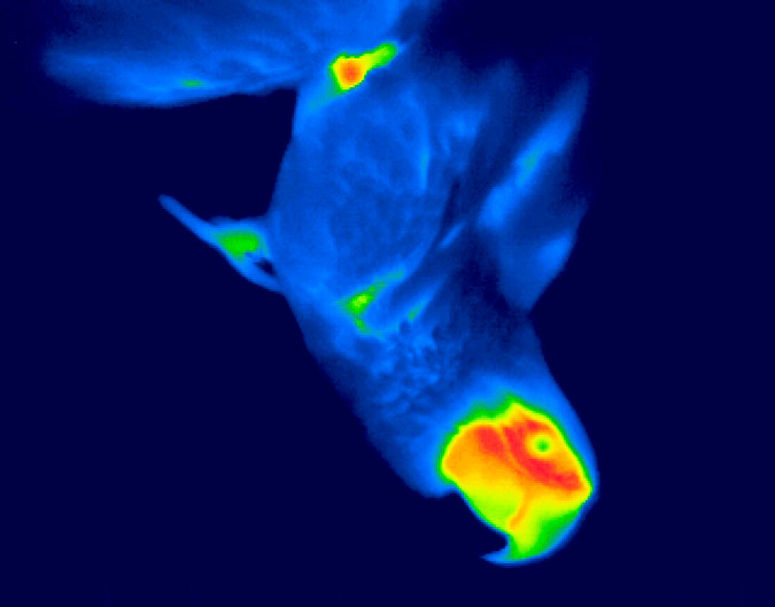 Parrot,thermogram