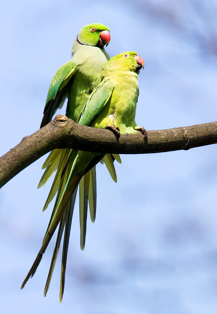 Ringnecked parakeets mating
