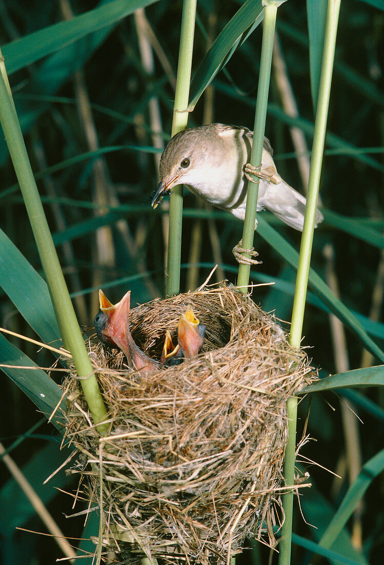 Reed warbler feeding young