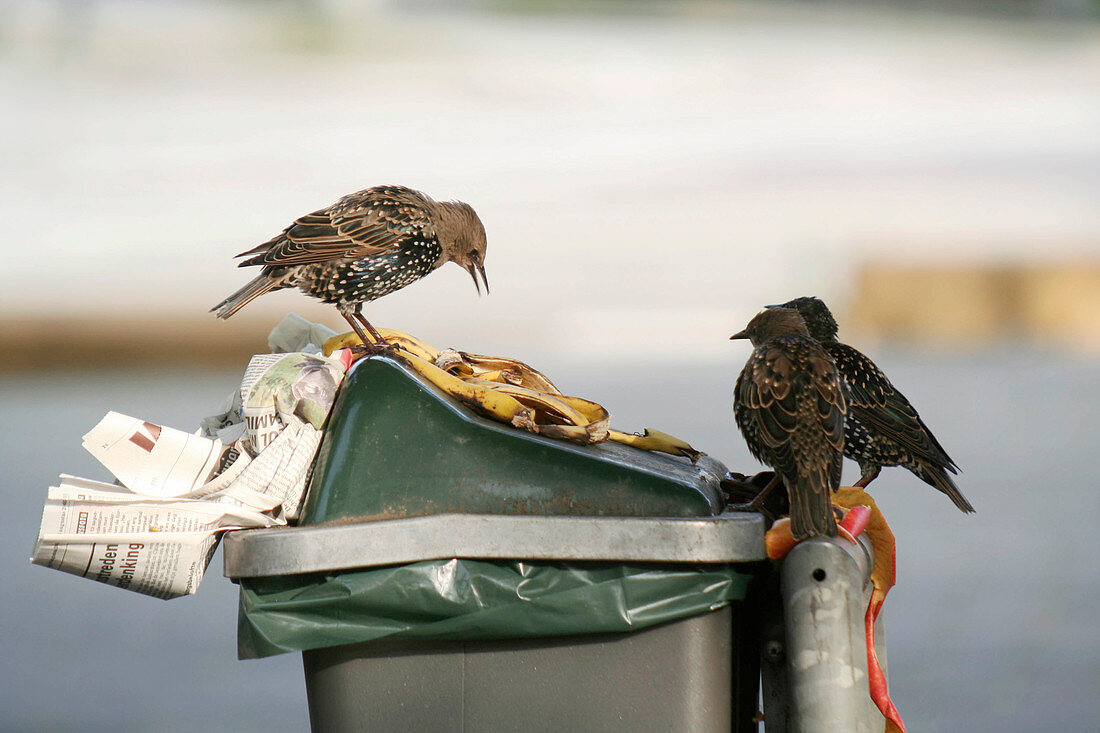 European starlings feeding