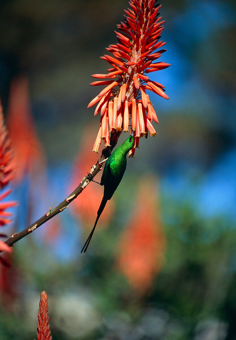 Malachite sunbird feeding