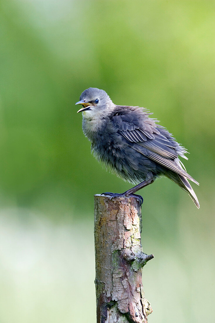Juvenile European starling