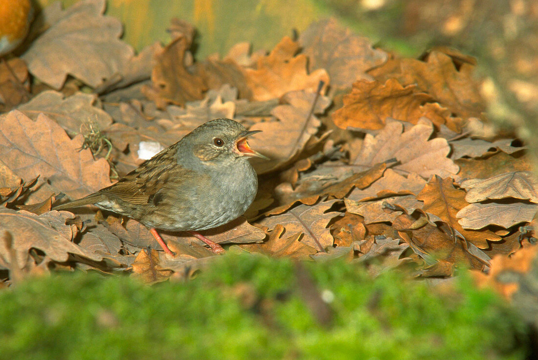 Dunnock bird on fallen leaves