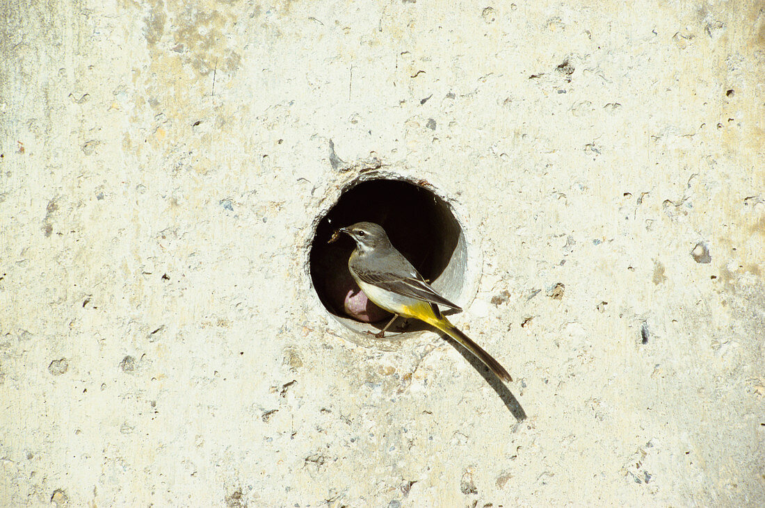 Grey wagtail at nest hole in bridge