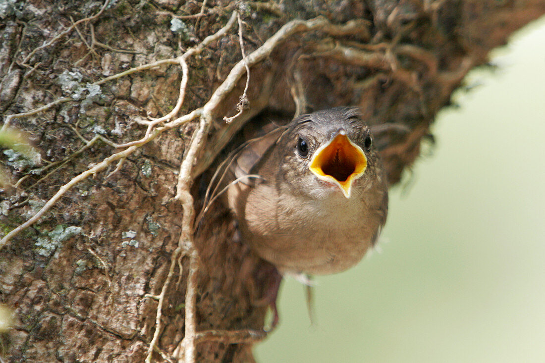 House wren at its nest