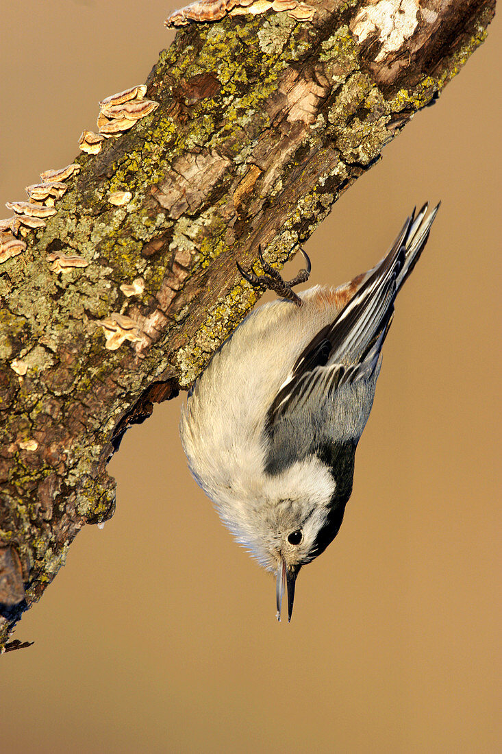 White-breasted nuthatch