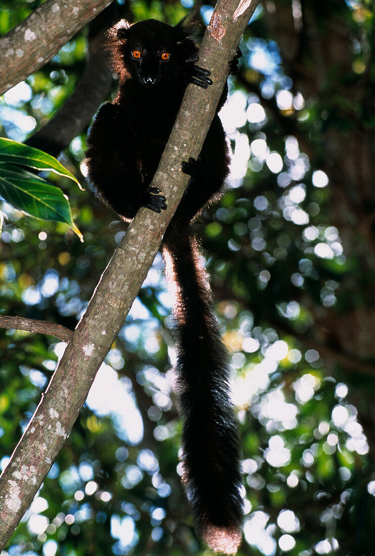 Male black lemur