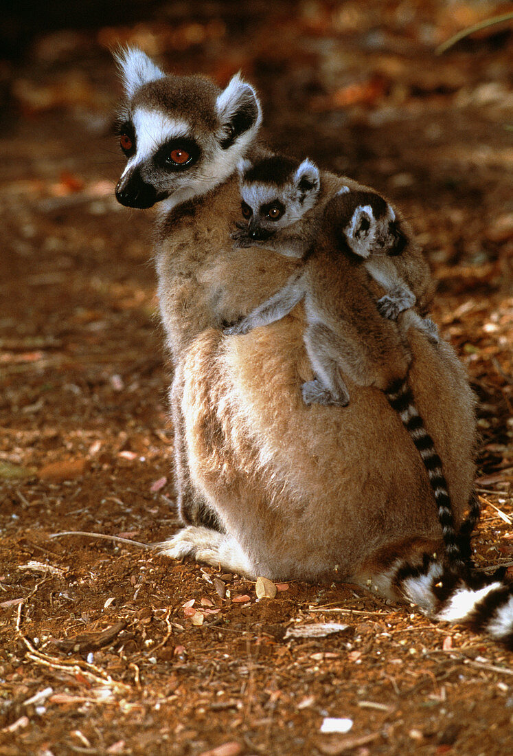 Ring-tailed lemur with offspring