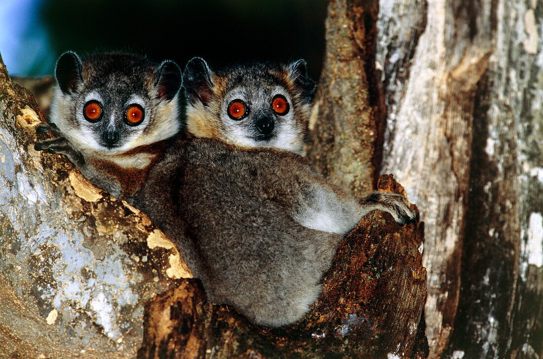 White-footed sportive lemurs