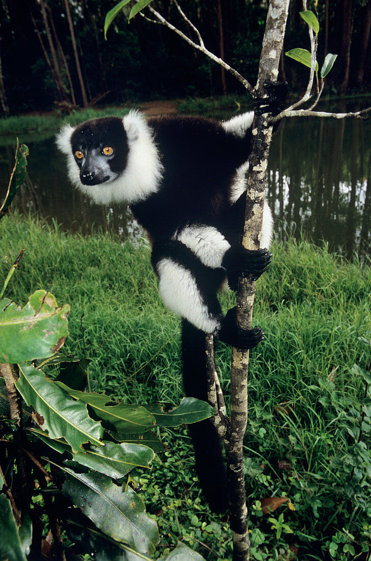 Black ruffed lemur