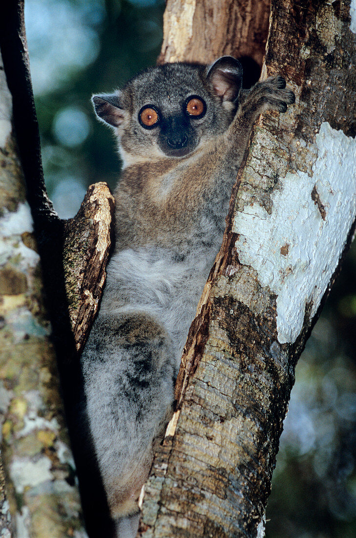 Red-tailed sportive lemur