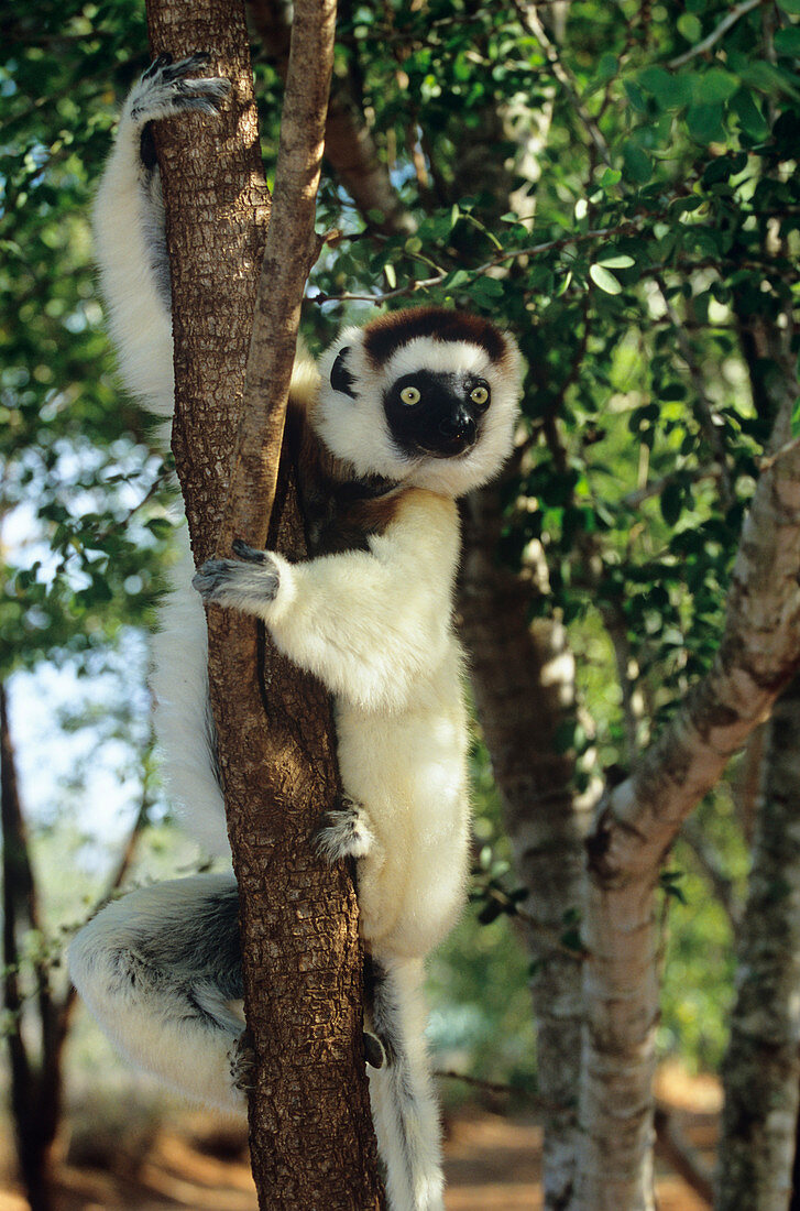 Verraeaux's sifaka lemur