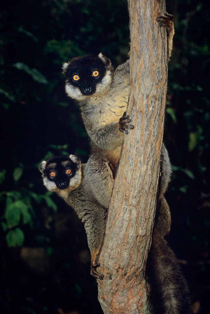 Collared brown lemurs